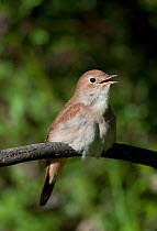 Male Nightingale (Luscinia megarhychos) singing, Castelo Branco, Portugal