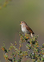 Male Nightingale (Luscinia megarhychos) at the top of a bush singing, Castelo Branco, Portugal