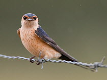 Red rumped swallow (Cecropis daurica) perched on barbed wire during rain on migration, Evora, Portugal