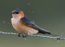 Red rumped swallow (Cecropis saurica) perched on a barbed wire fence during rain on migration, Evora, Portugal