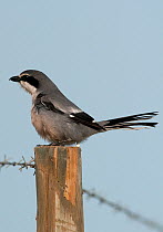 Southern great grey shrike (Lanius excubitor meridional) on post defecating, Guerreiro, Portugal