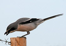 Southern great grey shrike (Lanius excubitor meridional) feeding on a caterpillar on fence post, Guerreiro, Portugal