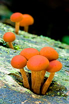 Pholiota sp fungus, Pyrenees, Catalonia, Spain.