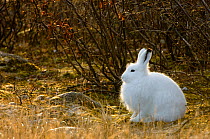 Arctic hare (Lepus arcticus) in undergrowth. Churchill, Manitoba, Canada. October