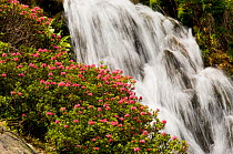 Alpine rose (Rhododendron ferrugineum) with waterfall in the background, La Cerdagna, Pyrenees, Catalonia, Spain. June 2006