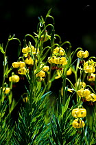Pyrenean lily (Lilium pyrenaicum). Vallee d' Eyne Reserve Naturel, Haute Cerdagne, Pyrenees Orientales, Languedoc Roussillon, France. July