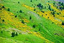Vallee d' Eyne Reserve Naturel, Haute Cerdagne, Pyrenees Orientales, Languedoc Roussillon, France. July 2008