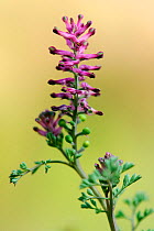 Common fumitory in flower (Fumaria officinalis), Spain. March