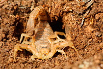 European buthus scorpion (Buthus occitanus) emerging from a hole. Spain, Europe