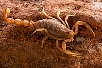 European buthus scorpion (Buthus occitanus), Spain, Europe.