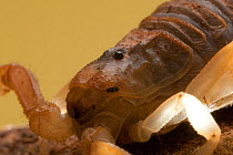 European buthus escorpion (Buthus occitanus), Spain, Europe.