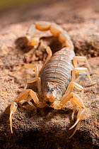 European buthus scorpion (Buthus occitanus) on rock. Spain, Europe. April