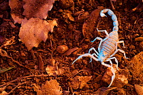 European buthus scorpion (Buthus occitanus), beneath ultraviolet and tungsten light. Spain, Europe. April