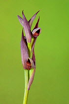 Tongue orchid (Serapias parviflora) in Delta del Llobregat river area, Barcelona, Spain. April