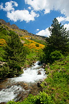 Vallee d' Eyne Reserve Naturel, Haute Cerdagne, Pyrenees Orientales, Languedoc Roussillon, France. June 2009