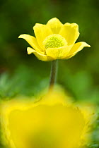 Yellow Alpine Pasque Flower (Pulsatilla alpina). Vallee d' Eyne Reserve Naturel, Haute Cerdagne, Pyrenees Orientales, Languedoc Roussillon, France. June