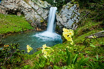 Waterfall in the Vallee d' Eyne Reserve Naturel with Oxlip (Primula elatior) flowering, Haute Cerdagne, Pyrenees Orientales, Languedoc Roussillon, France. June 2009