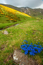 Spring gentian (Gentiana verna) with mountains in background. Vallee d' Eyne Reserve Naturel, Haute Cerdagne, Pyrenees Orientales, Languedoc Roussillon, France. June 2009