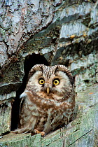 Tengmalm's owl (Aegolius funereus) at nest in tree, Pyrenees, Spain. June