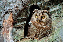 Tengmalm's owl (Aegolius funereus) at nest in tree, Pyrenees, Spain. June