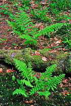 Alpine Lady-fern (Athyrium distentifolium) in forest, Germany