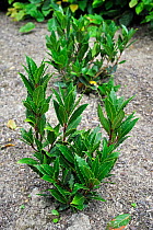 Bay laurel / Bay tree / True laurel / Sweet bay / Laurel tree (Laurus nobilis) in kitchen garden, native to the Mediterranean region