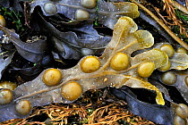 Close-up of Bladder wrack (Fucus vesiculosus) on beach in Brittany, France