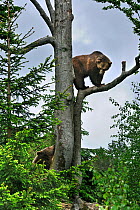 European Brown bear (Ursus arctos) female climbed tree and is looking down at male bear, Bavarian Forest NP, Germany, Captive