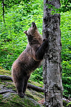 European Brown bear (Ursus arctos) sharpening claws on tree in forest, Bavarian Forest NP, Germany, Captive