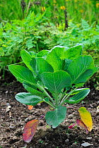 Cabbage plant (Brassica oleracea) in vegetable garden, Belgium