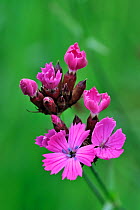 Charterhouse / Carthusian pink (Dianthus carthusianorum) in flower, Germany