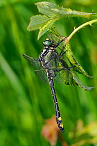 Common club-tail / Club-tailed dragonfly (Gomphus vulgatissimus) feeding on dragonfly prey, La Brenne, France