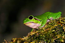 Common tree frog (Hyla arborea) at night on moss covered branch, La Brenne, France