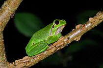 Common tree frog (Hyla arborea) in tree at night, La Brenne, France