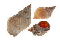 Common whelk (Buccinum undatum) shells, Brittany, France