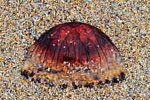 Compass jellyfish (Chrysaora hysoscella) stranded on beach, Brittany, France