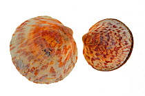 Shells of the Dog cockle / European bittersweet (Glycymeris glycymeris), Brittany, France