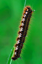Caterpillar larva of Drinker moth (Euthrix potatoria) on blade of grass, La Brenne, France