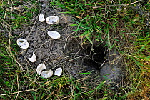 Broken shells of European pond turtle eggs (Emys orbicularis) dug out by Hoopoe (Upupa epops), La Brenne, France