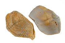 Shells of the Great / Oval piddock (Zirfaea crispata), Pas de Calais, France