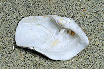 Shell of the Great / Oval piddock (Zirfaea crispata) on beach, Pas de Calais, France