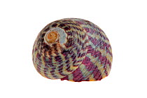 Grey top shell (Gibbula cineraria) shell, Brittany, France