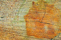 Cross section of tree trunk showing annual growth rings, Belgium