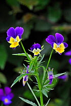 Heartsease / Wild pansy (Viola tricolor) in flower, Belgium