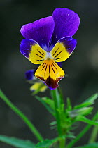 Heartsease / Wild pansy (Viola tricolor) flower, Belgium