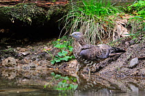 Honey buzzard (Pernis apivorus) bathing in pond, perfectly camouflaged against background, Germany Captive