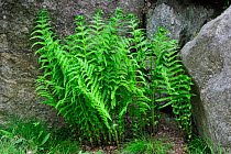 Lemon-scented fern (Oreopteris limbosperma) among rocks, Germany