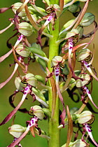 Lizard orchid (Himantoglossum hircinum) in flower, La Brenne, France