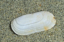 Narrow otter shell (Lutraria angustior) on beach, Brittany, France