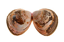Smooth / Norway cockle (Laevicardium crassum) shells, Brittany, France
